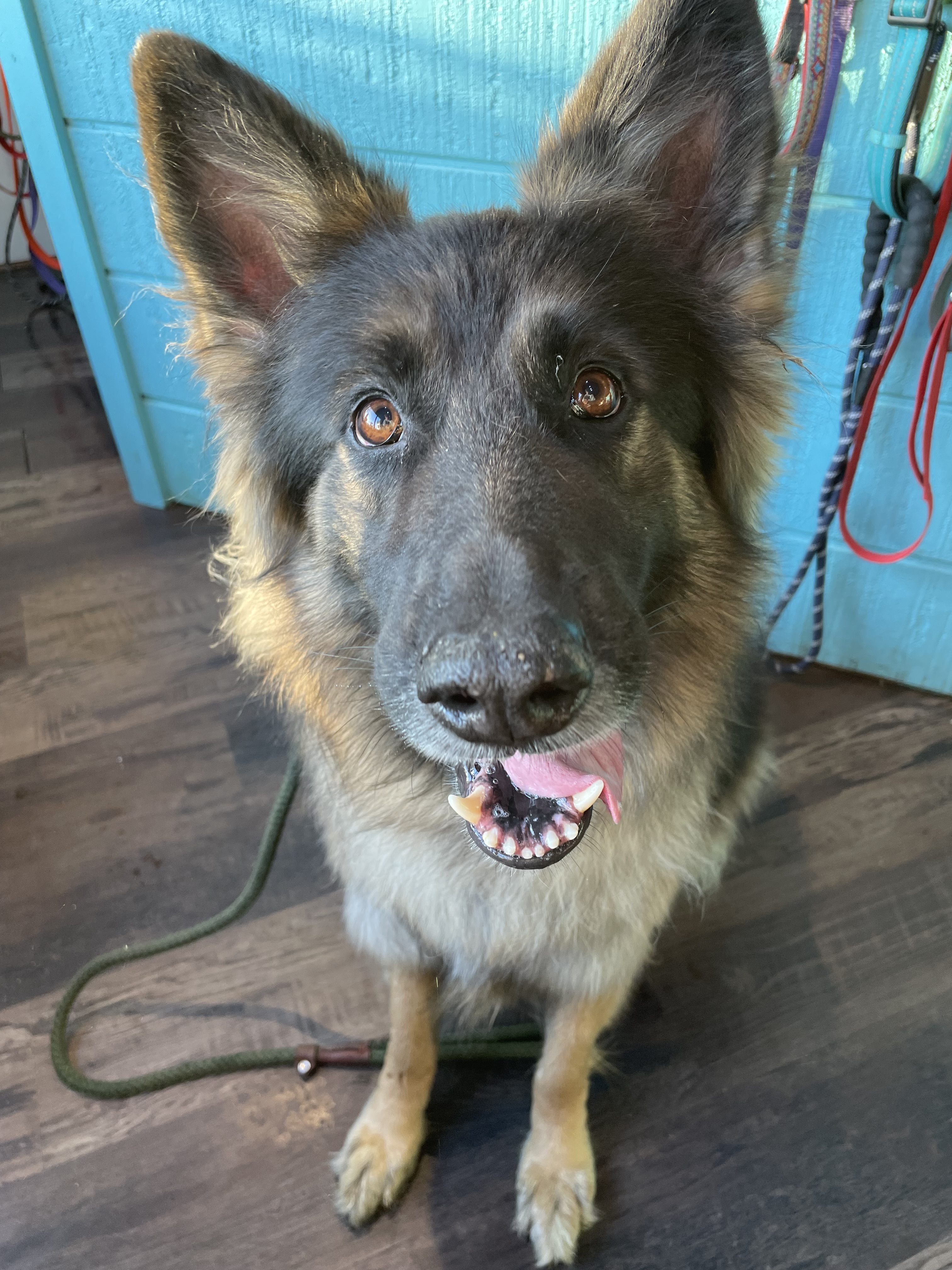 Bear, a Adopted German Shepherd Dog in Bridgton, ME image 3/9