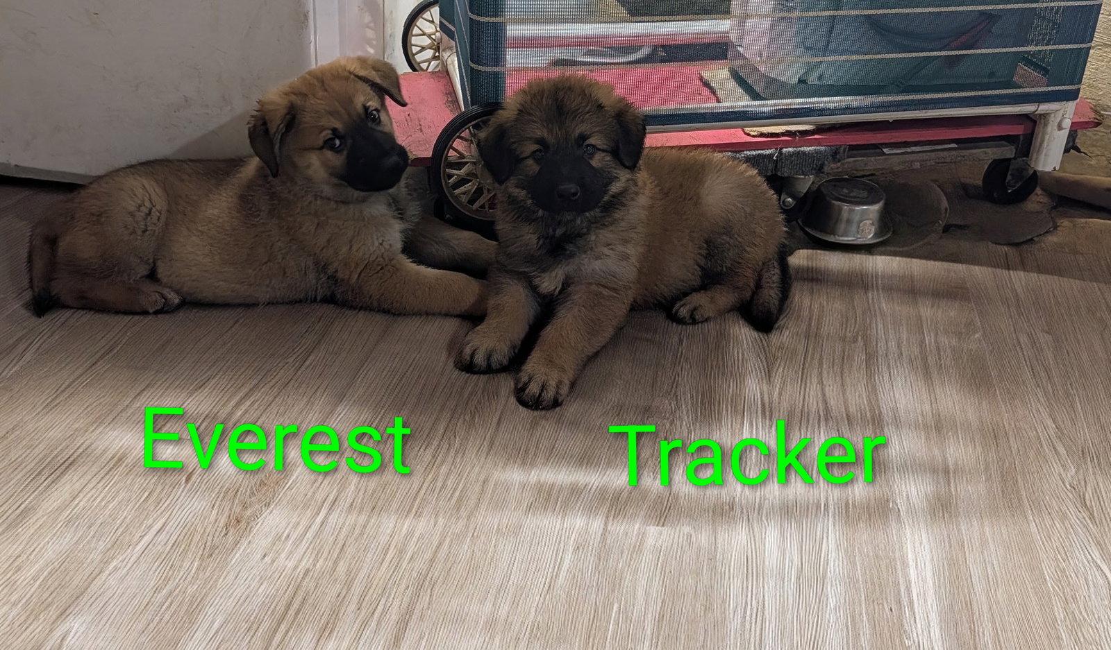 Everest, Adoptable, Puppy Female Great Pyrenees.