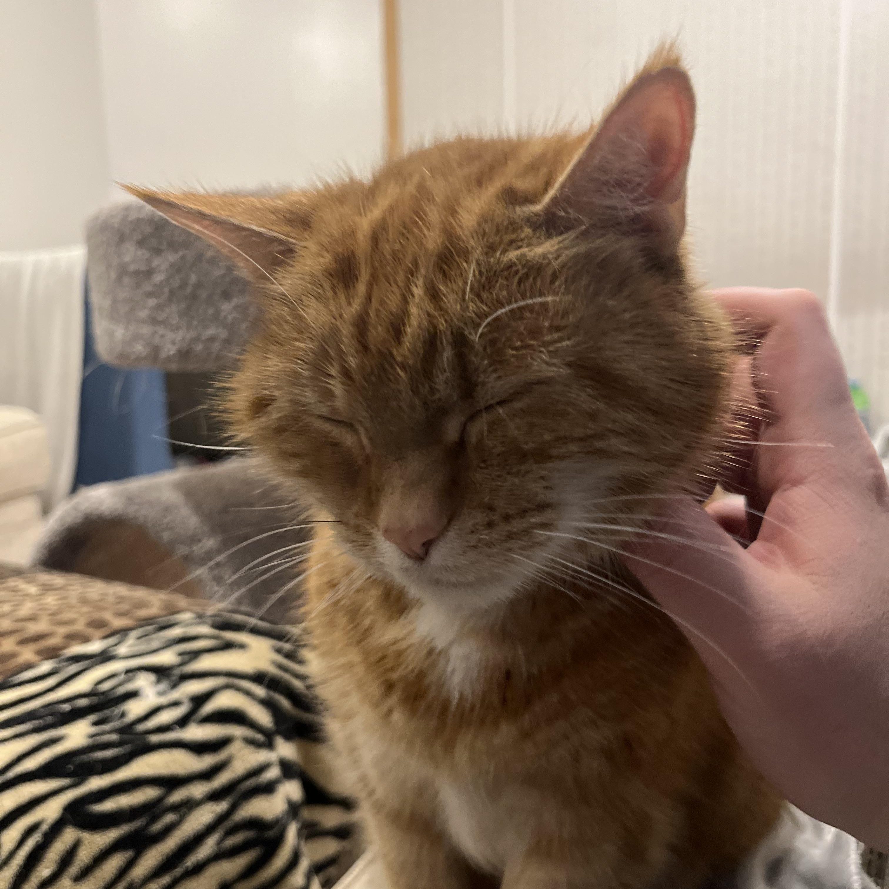 Wammawink, Adopted, Senior Female Domestic Medium Hair.