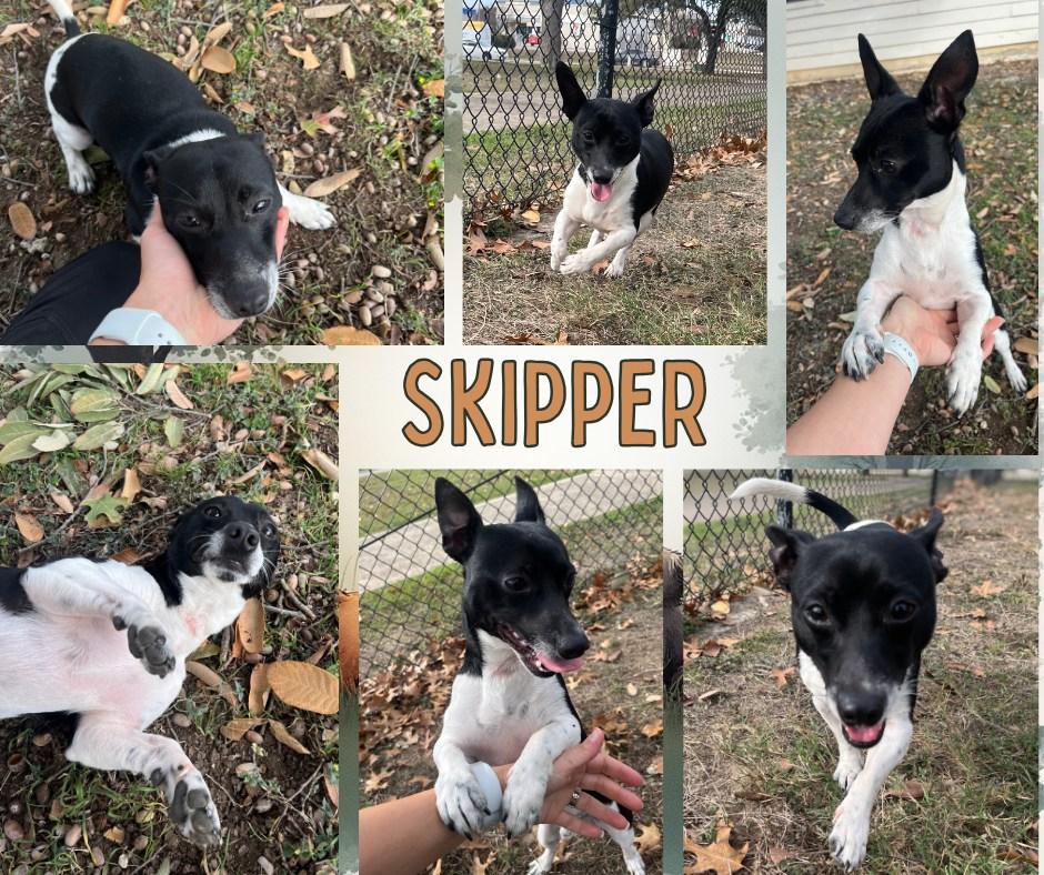 Skipper, adopted, Young Male Terrier & Chihuahua.