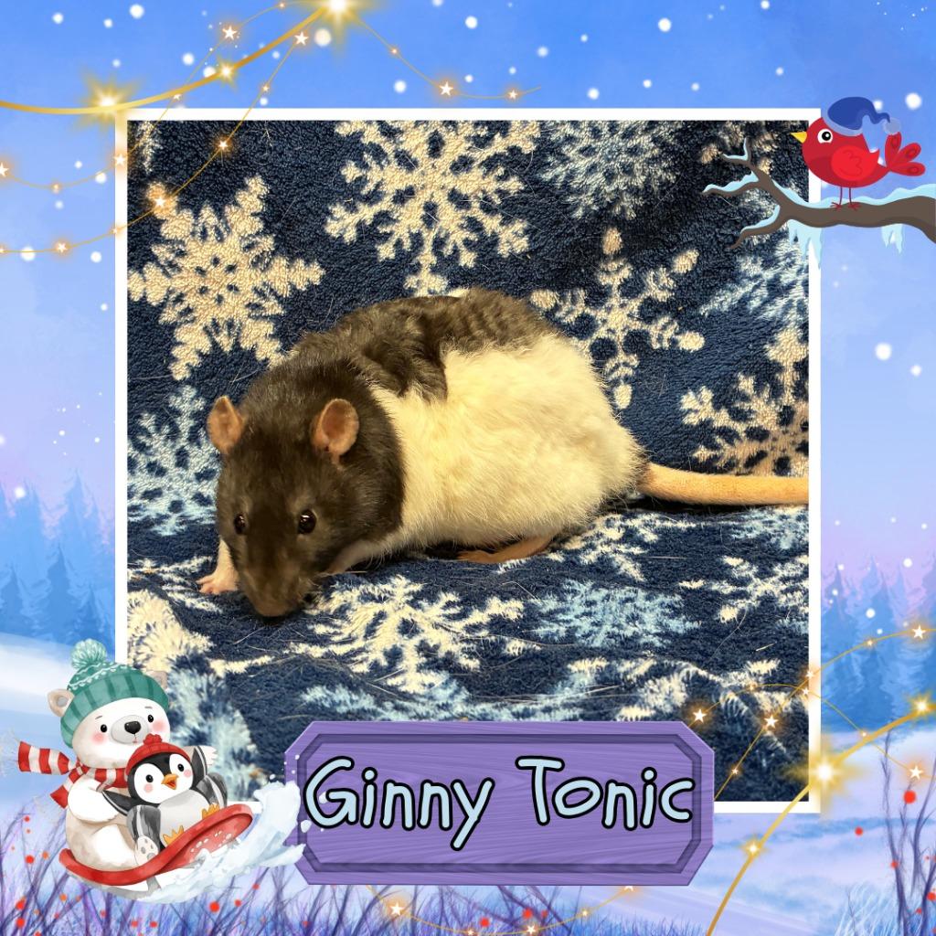Ginny Tonic, Adoptable, Young Female Rat.