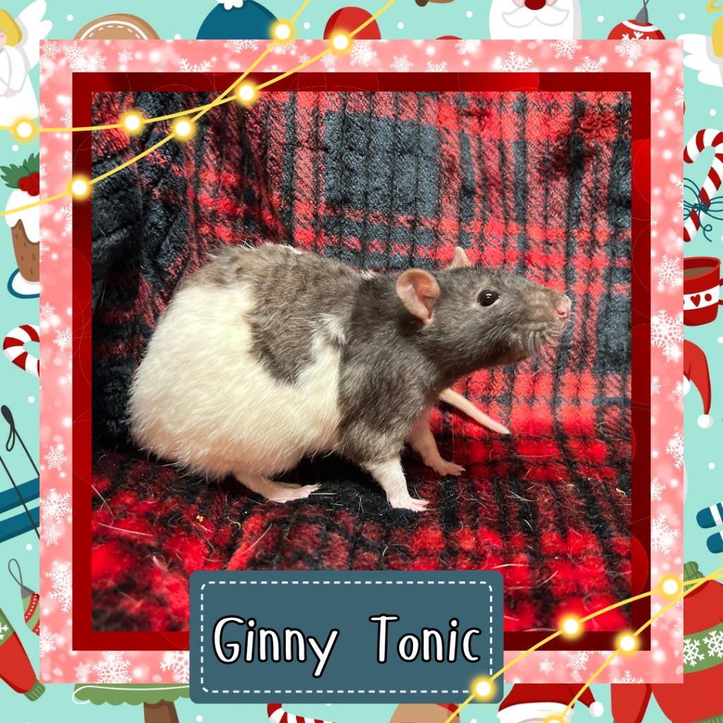 Ginny Tonic, Adoptable, Young Female Rat.