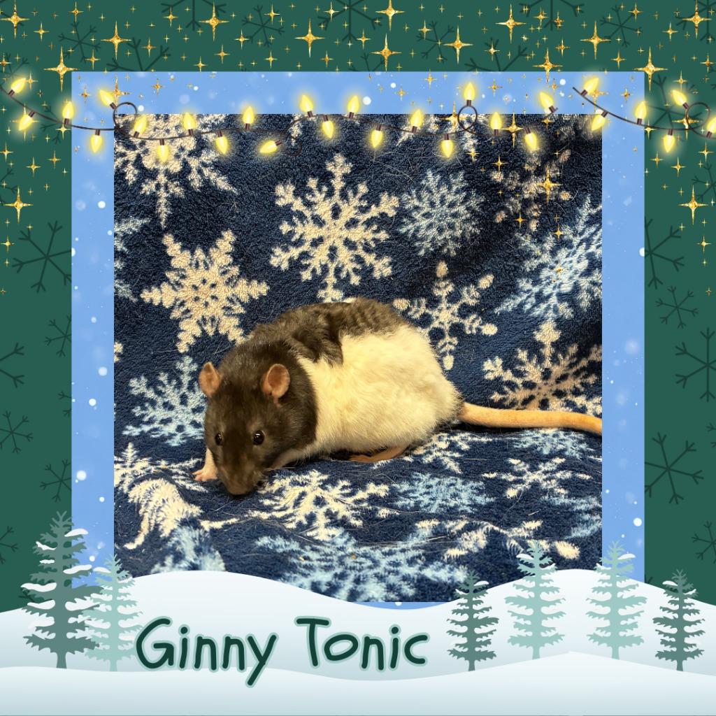 Enlarge Ginny Tonic, a Adopted Rat in Elizabethtown, KY image 3/5