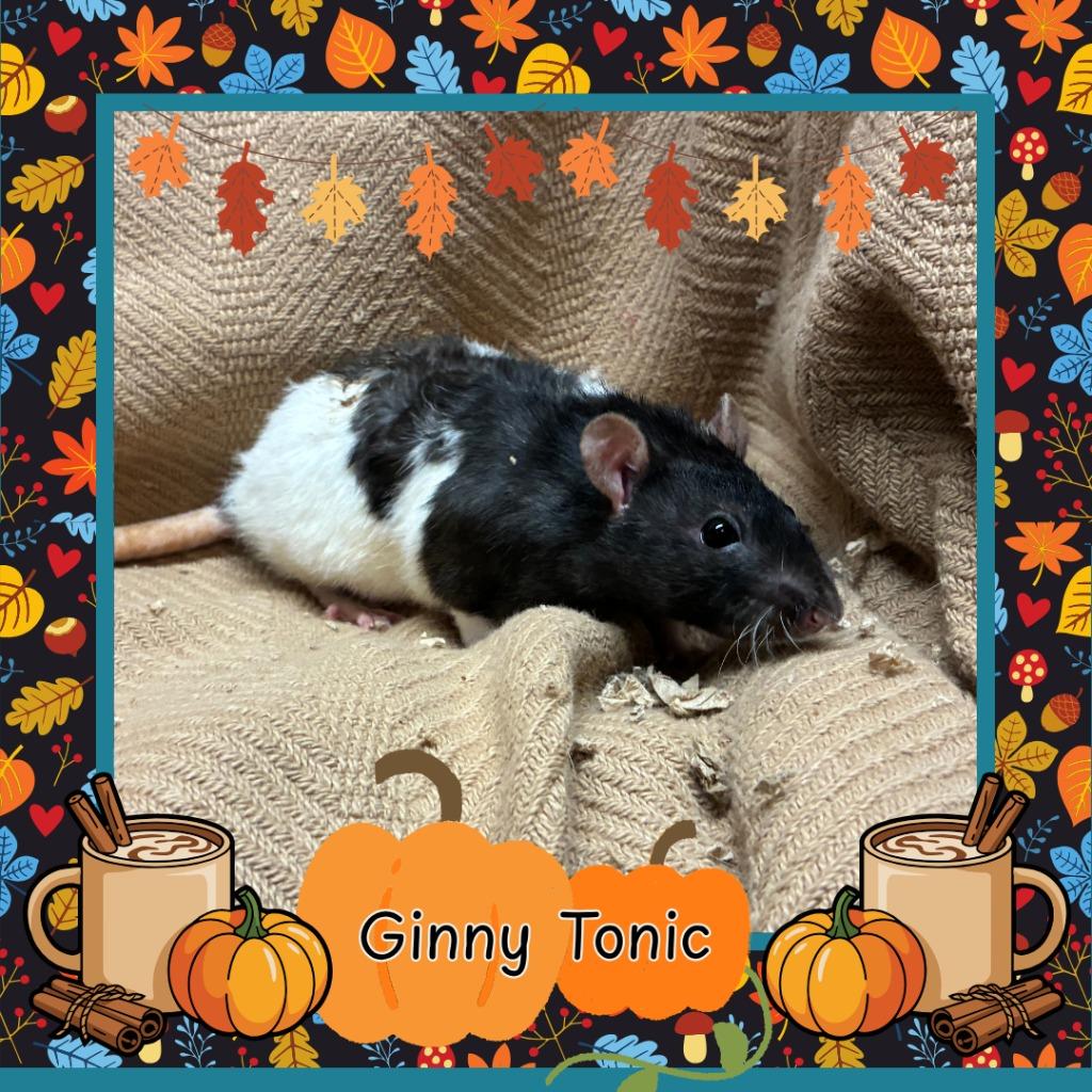 Enlarge Ginny Tonic, a Adopted Rat in Elizabethtown, KY image 5/5