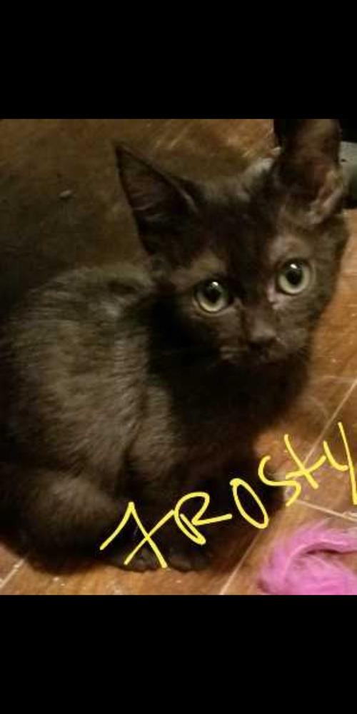 Enlarge Frosty, a Adoptable Domestic Short Hair in Calimesa, CA image 1/1