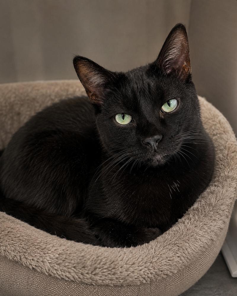 Enlarge Frosty, a Adoptable Domestic Short Hair in Calimesa, CA image 2/2