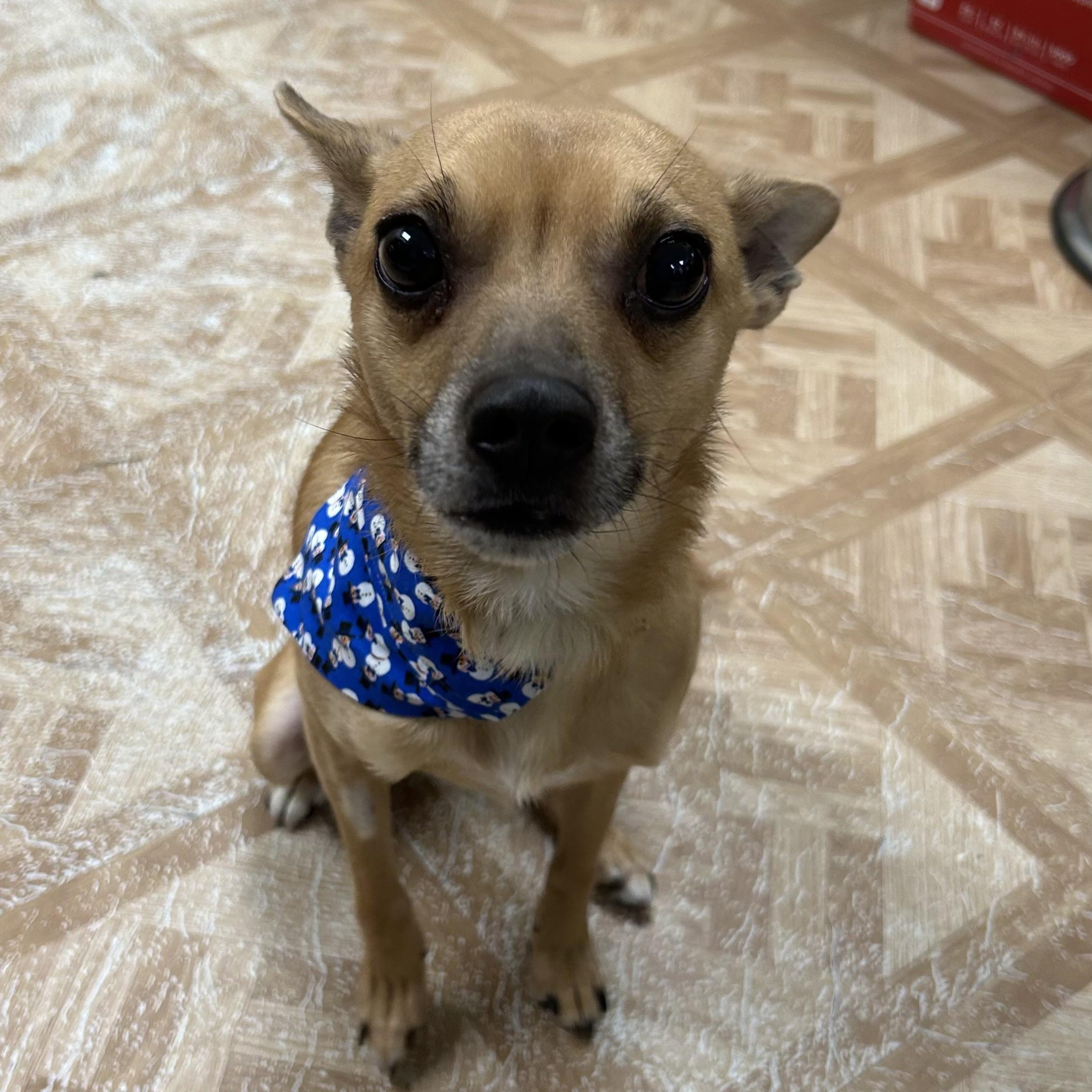 Enlarge Zu, a ADOPTABLE Chihuahua in Worcester, MA image 1/1