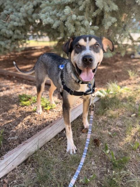 BUBBA, Adoptable, Young Male Bluetick Coonhound & Shar-Pei.