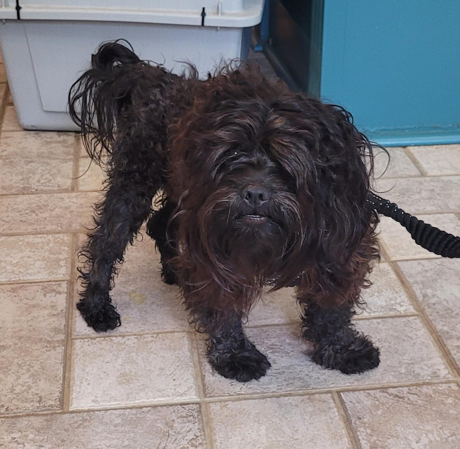 Ivan, Adopted, Young Male Havanese.