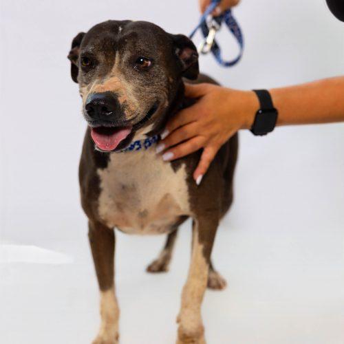 Enlarge Becca, a Adoptable mixed breed in Sullivan City, TX image 1/6