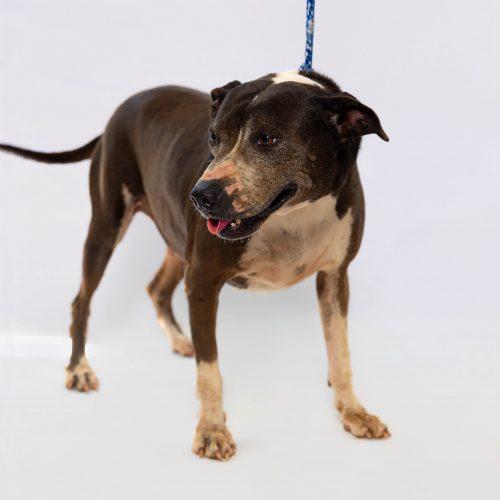 Enlarge Becca, a Adoptable mixed breed in Sullivan City, TX image 2/6