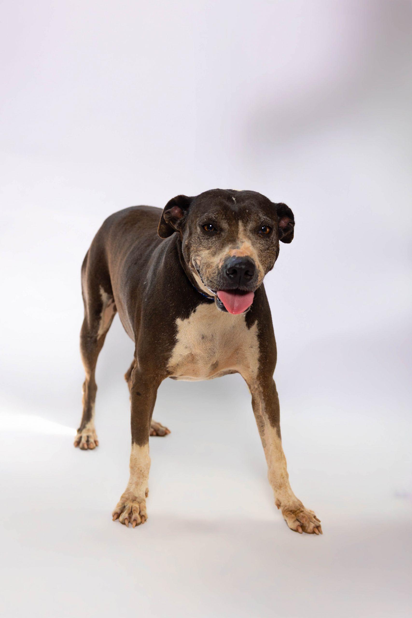Enlarge Becca, a Adoptable mixed breed in Sullivan City, TX image 3/6