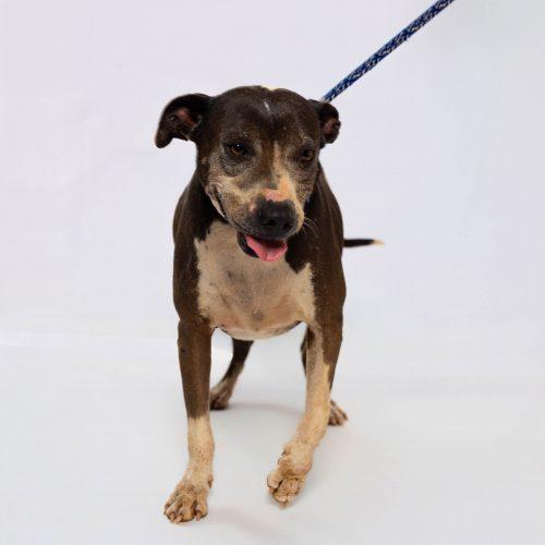 Enlarge Becca, a Adoptable mixed breed in Sullivan City, TX image 4/6