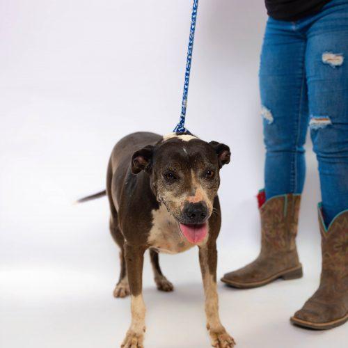 Enlarge Becca, a Adoptable mixed breed in Sullivan City, TX image 5/6