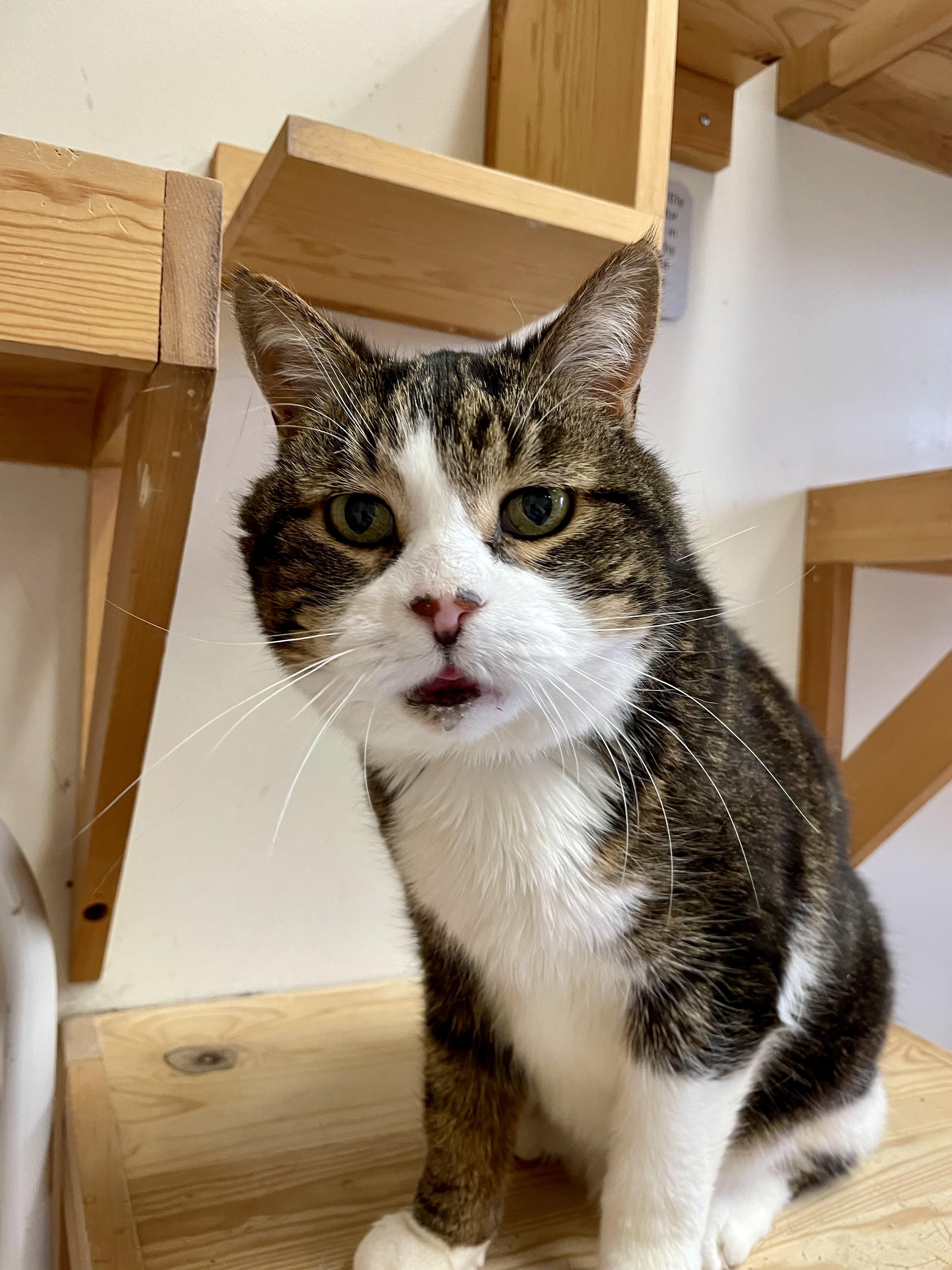 Scout, a Adoptable Domestic Short Hair in Alliston, ON image 2/6