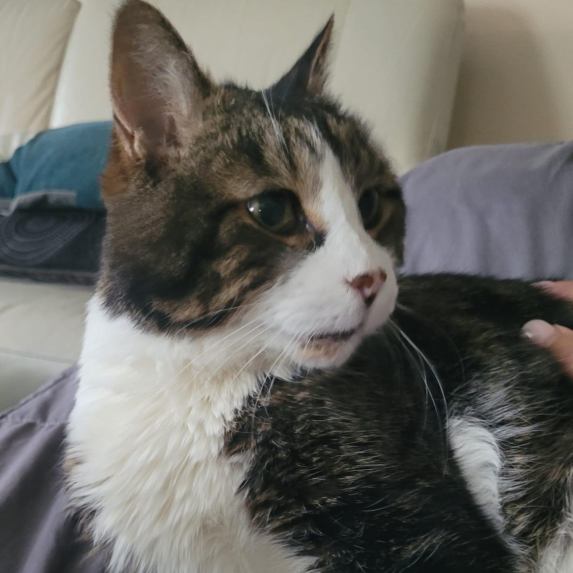 Enlarge Scout, a Adoptable Domestic Short Hair in Everett, ON image 3/6
