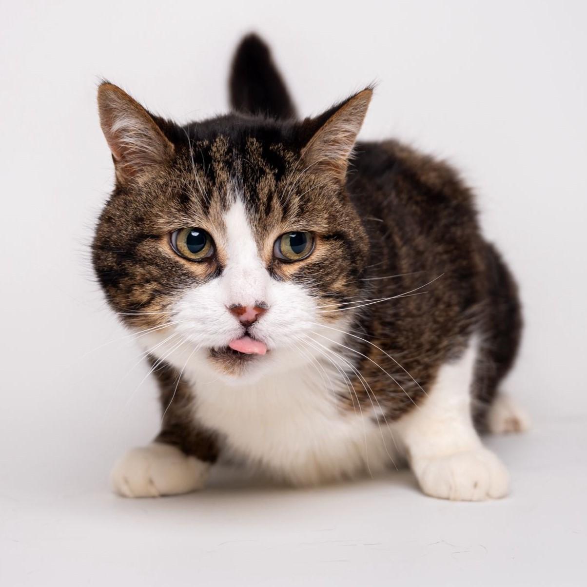 Scout, Adult Male unknown