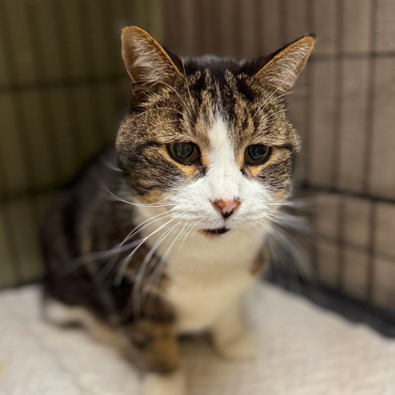 Scout, a Adoptable Domestic Short Hair in Alliston, ON image 5/6