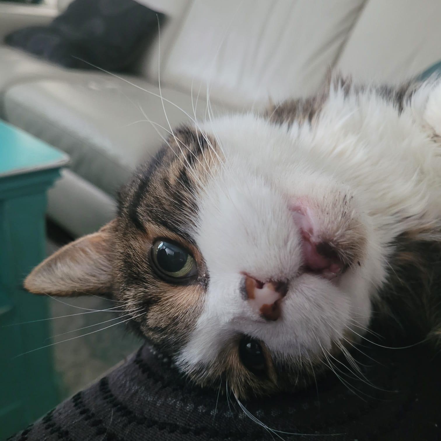 Enlarge Scout, a Adoptable Domestic Short Hair in Everett, ON image 4/6
