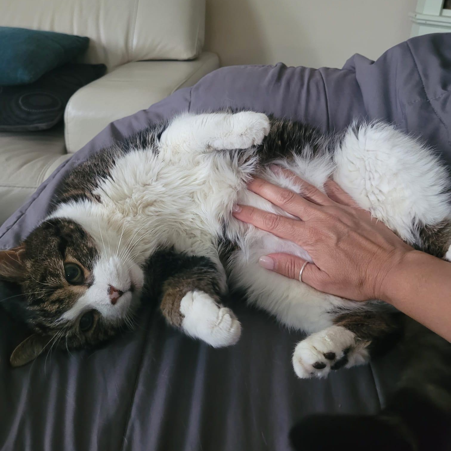 Enlarge Scout, a Adoptable Domestic Short Hair in Everett, ON image 5/6