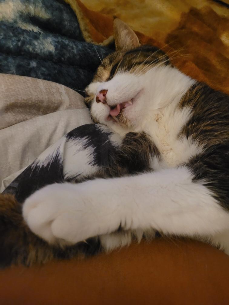 Scout, a Adoptable Domestic Short Hair in Alliston, ON image 4/6