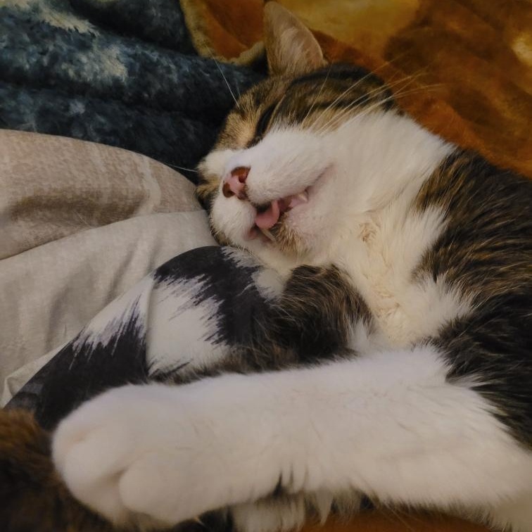 Enlarge Scout, a Adoptable Domestic Short Hair in Everett, ON image 2/6