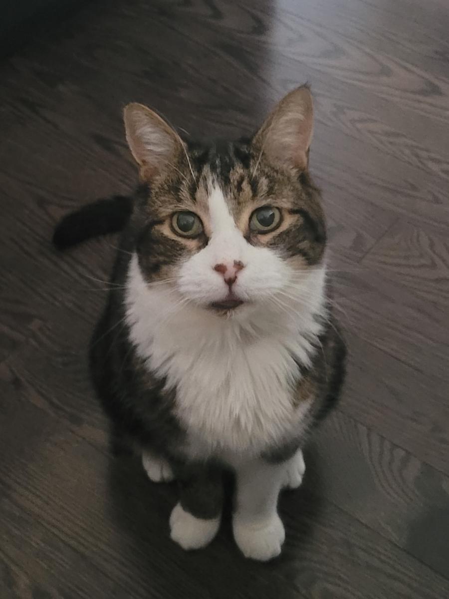 Scout, a Adoptable Domestic Short Hair in Alliston, ON image 3/6