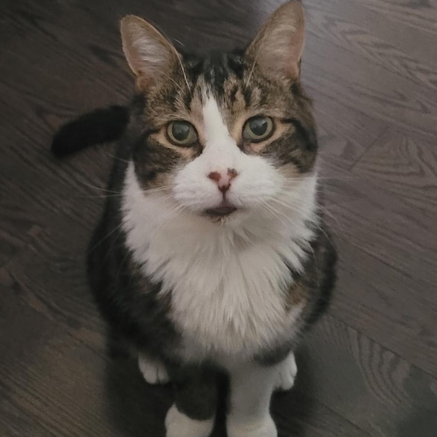 Enlarge Scout, a Adoptable Domestic Short Hair in Everett, ON image 1/6