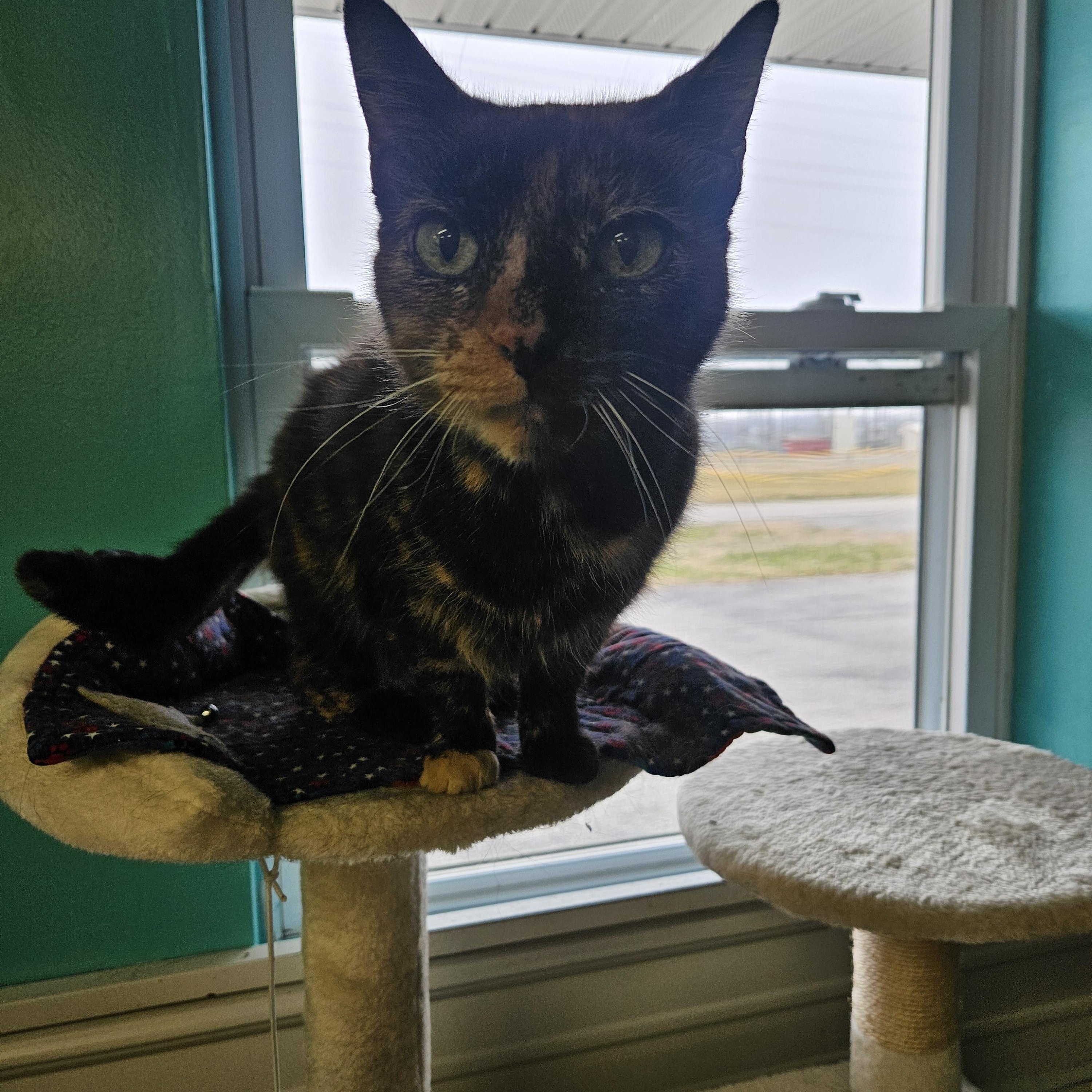 Precious, ADOPTABLE, Adult Female Tortoiseshell.