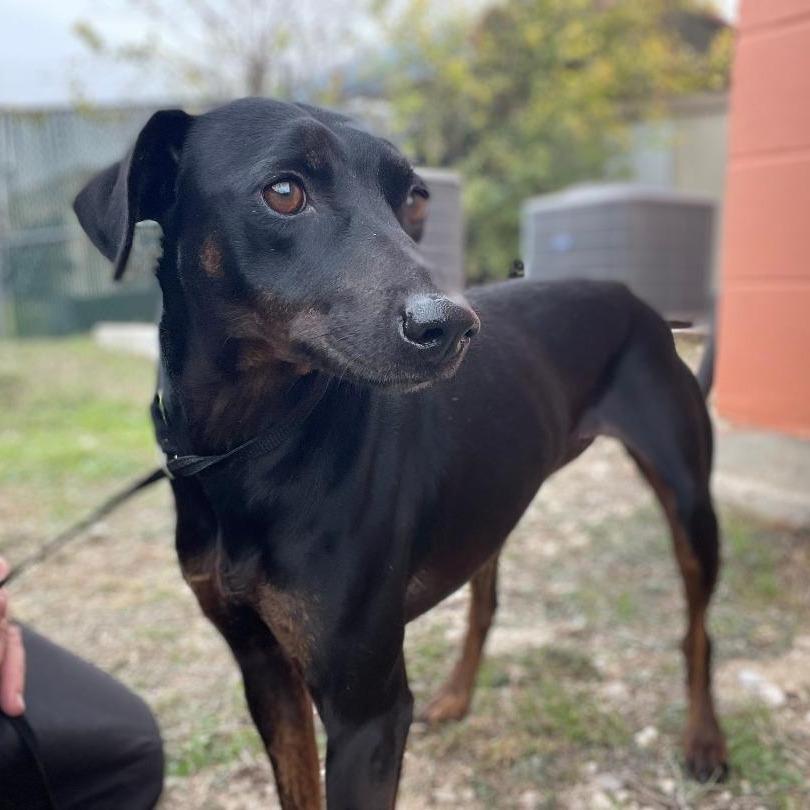 Enlarge Starr, a Adoptable mixed breed in Wimberley, TX image 2/4