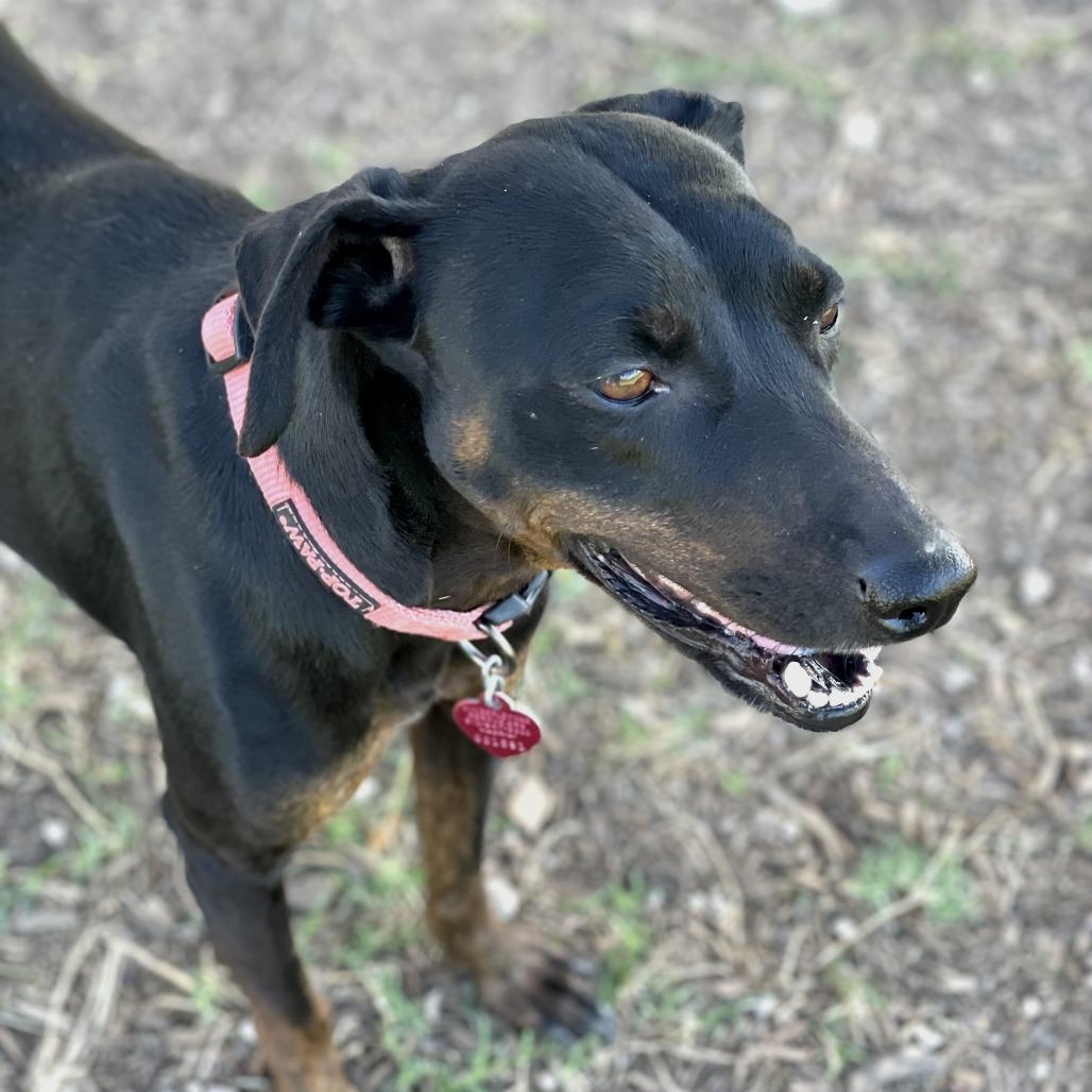 Enlarge Starr, a Adoptable mixed breed in Wimberley, TX image 3/4
