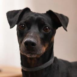 Starr, a Adoptable mixed breed in Wimberley, TX image 4/5