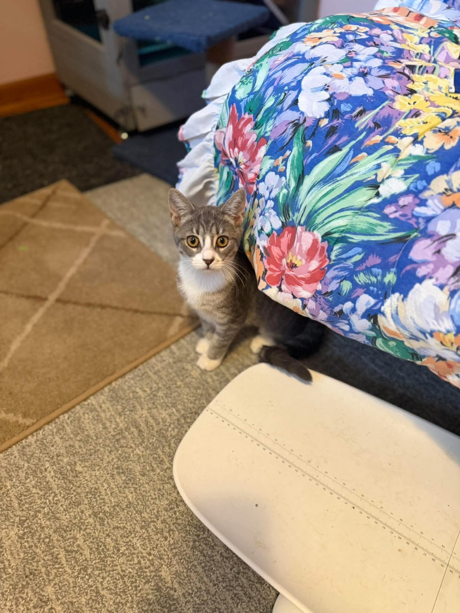 Stella, a ADOPTABLE Domestic Short Hair in East Lansing, MI image 3/3