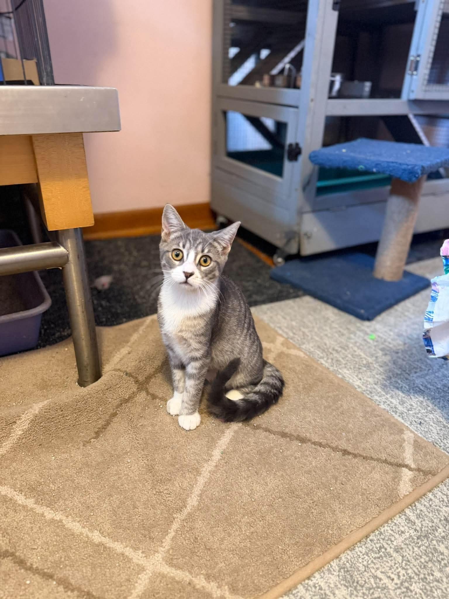 Stella, ADOPTABLE, Kitten Female Domestic Short Hair.