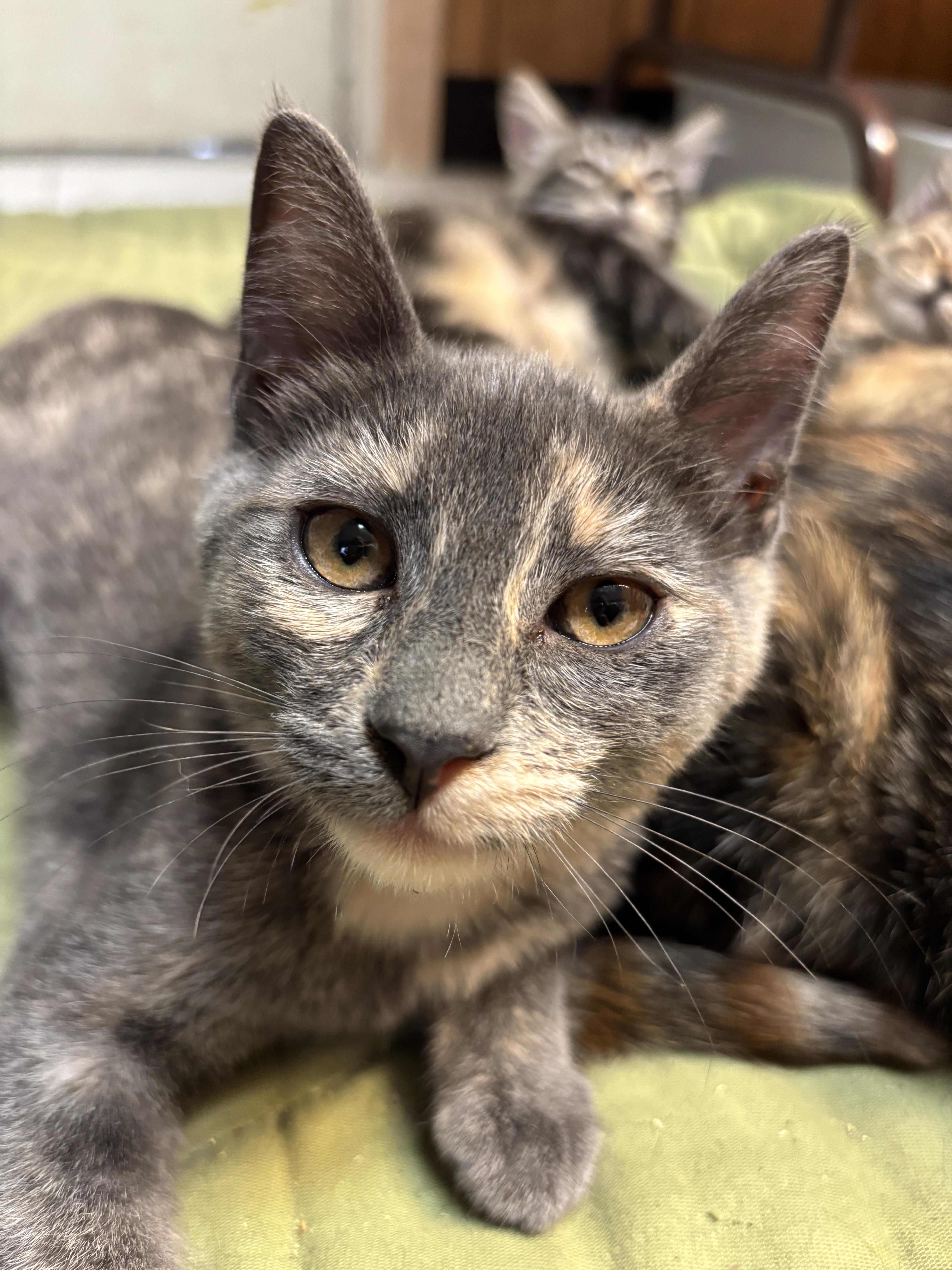 Maddy, Adoptable, Young Female Domestic Short Hair.