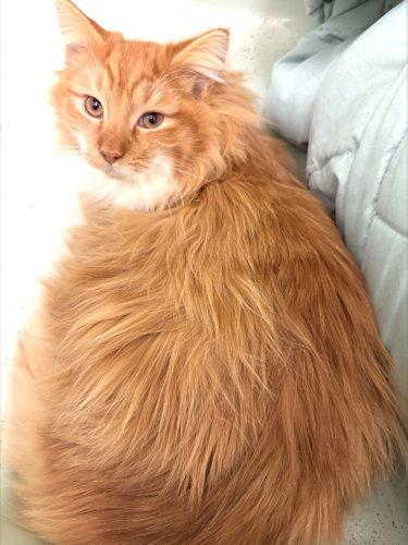 Loki, Adopted, Young Male Domestic Long Hair.