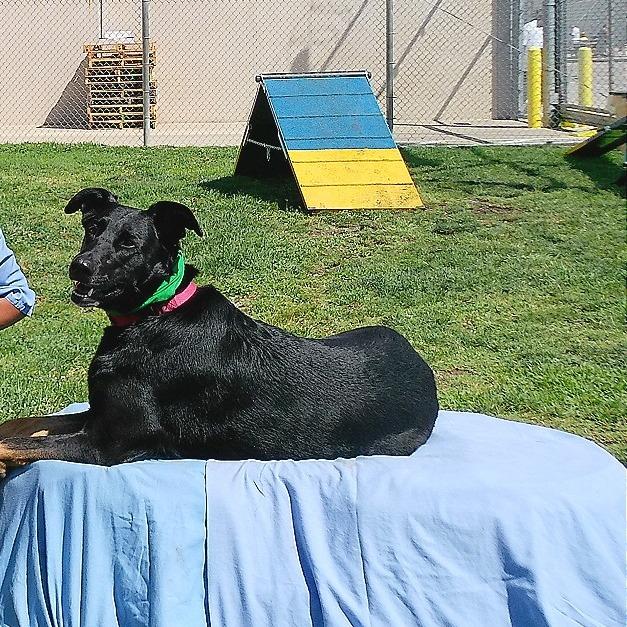 Leia, Adoptable, Adult Female Shepherd & Mixed Breed.