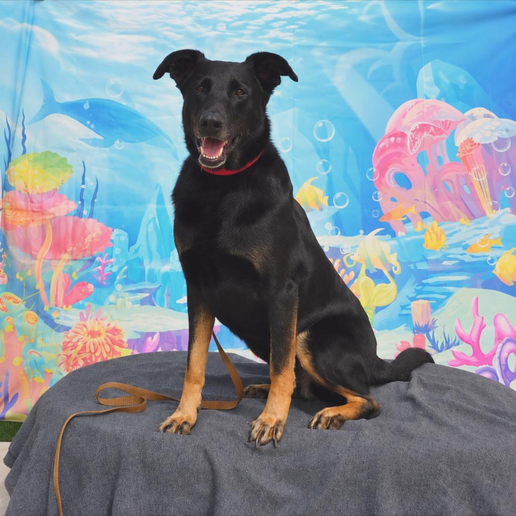Enlarge Leia, a Adoptable mixed breed in Ione, CA image 2/4
