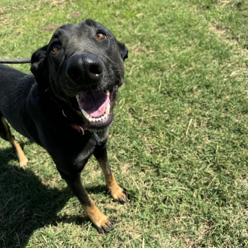 Freeway, Adoptable, Adult Female Shepherd.