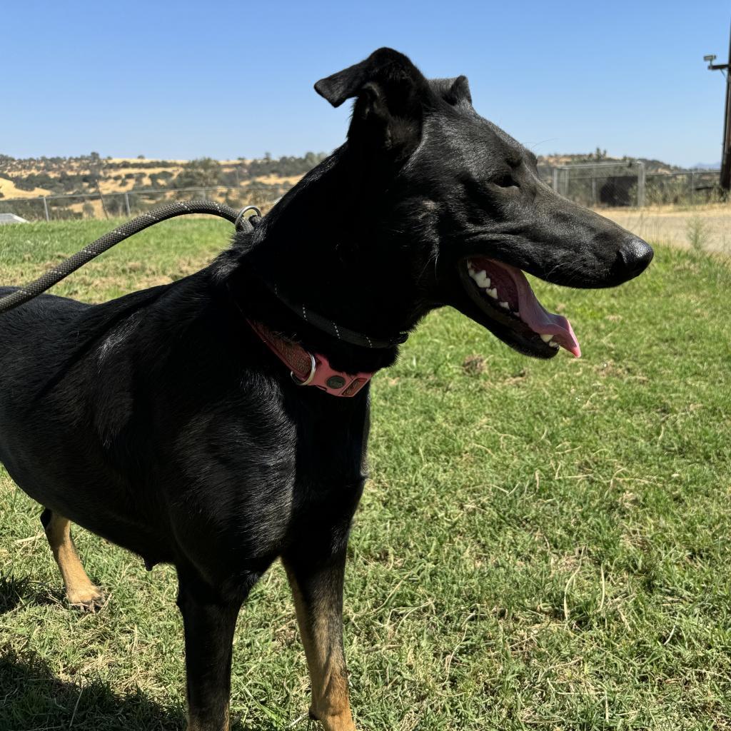 Enlarge Freeway, a Adoptable mixed breed in Ione, CA image 2/2
