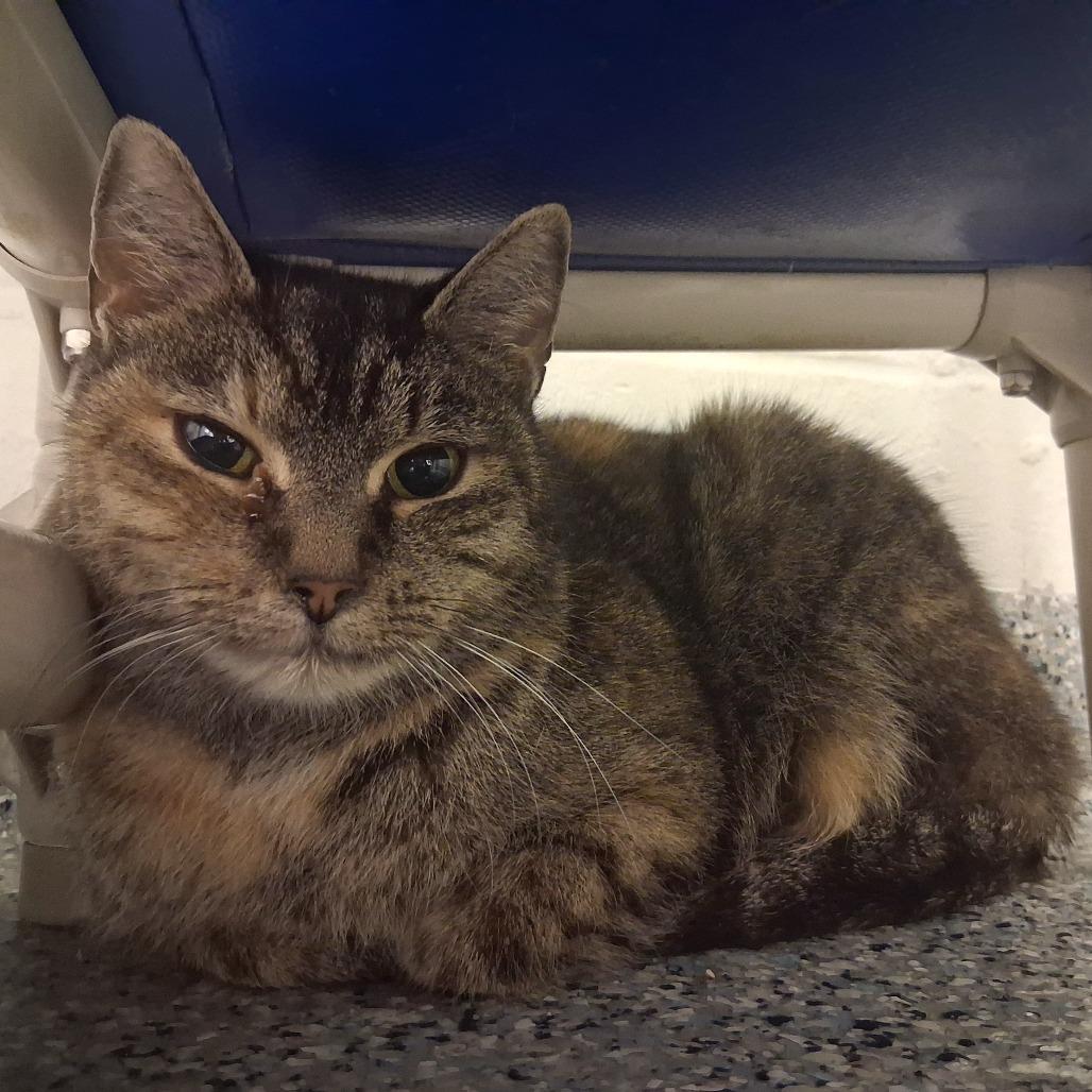 Enlarge Maizey, a Adoptable Domestic Short Hair in Dayton, OH image 1/3