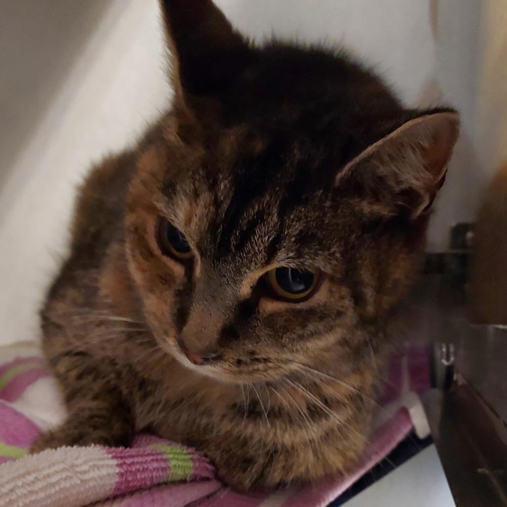 Enlarge Maizey, a Adoptable Domestic Short Hair in Dayton, OH image 2/3