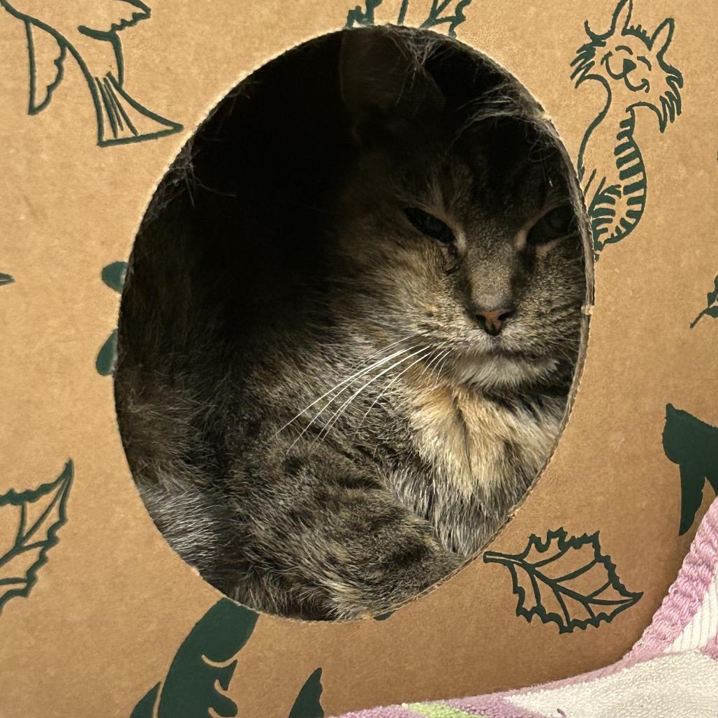 Enlarge Maizey, a Adoptable Domestic Short Hair in Dayton, OH image 3/3