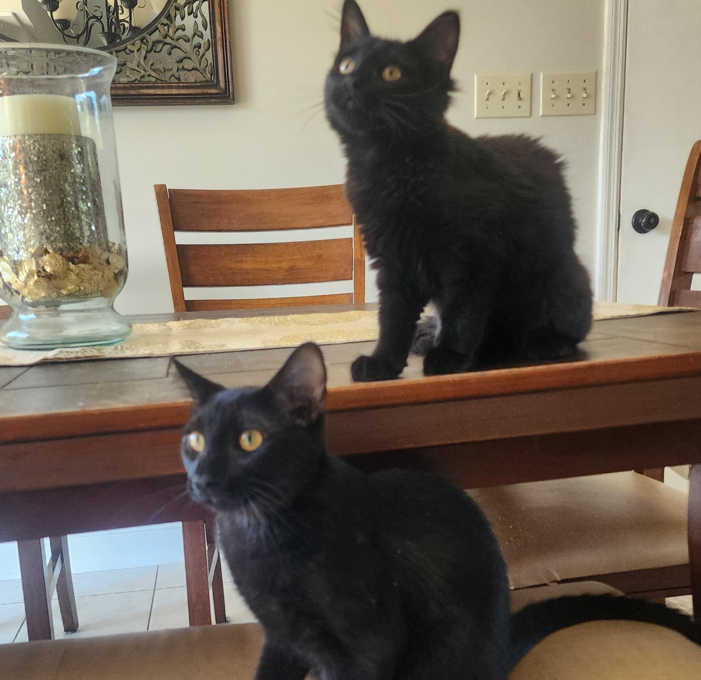 Lil-Sweetie (female) and Louis (male)
