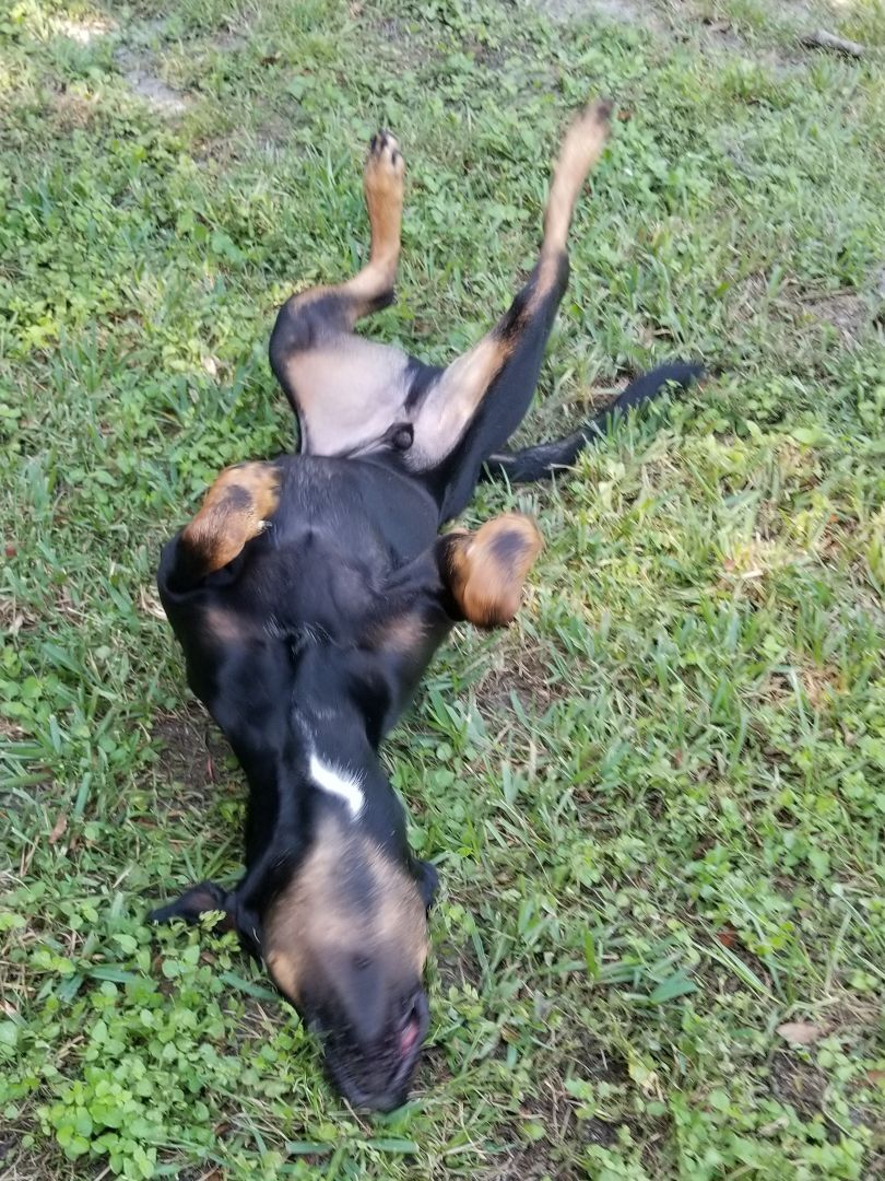 Enlarge Jackson, a Adoptable mixed breed in Brooksville, FL image 2/10