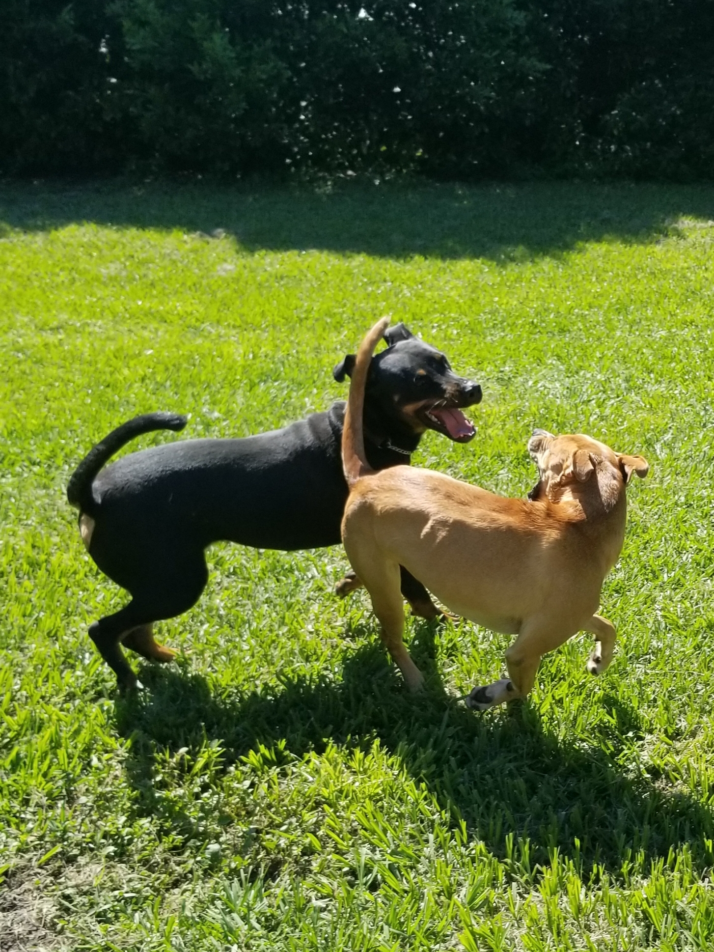 Enlarge Jackson, a Adoptable mixed breed in Brooksville, FL image 3/10