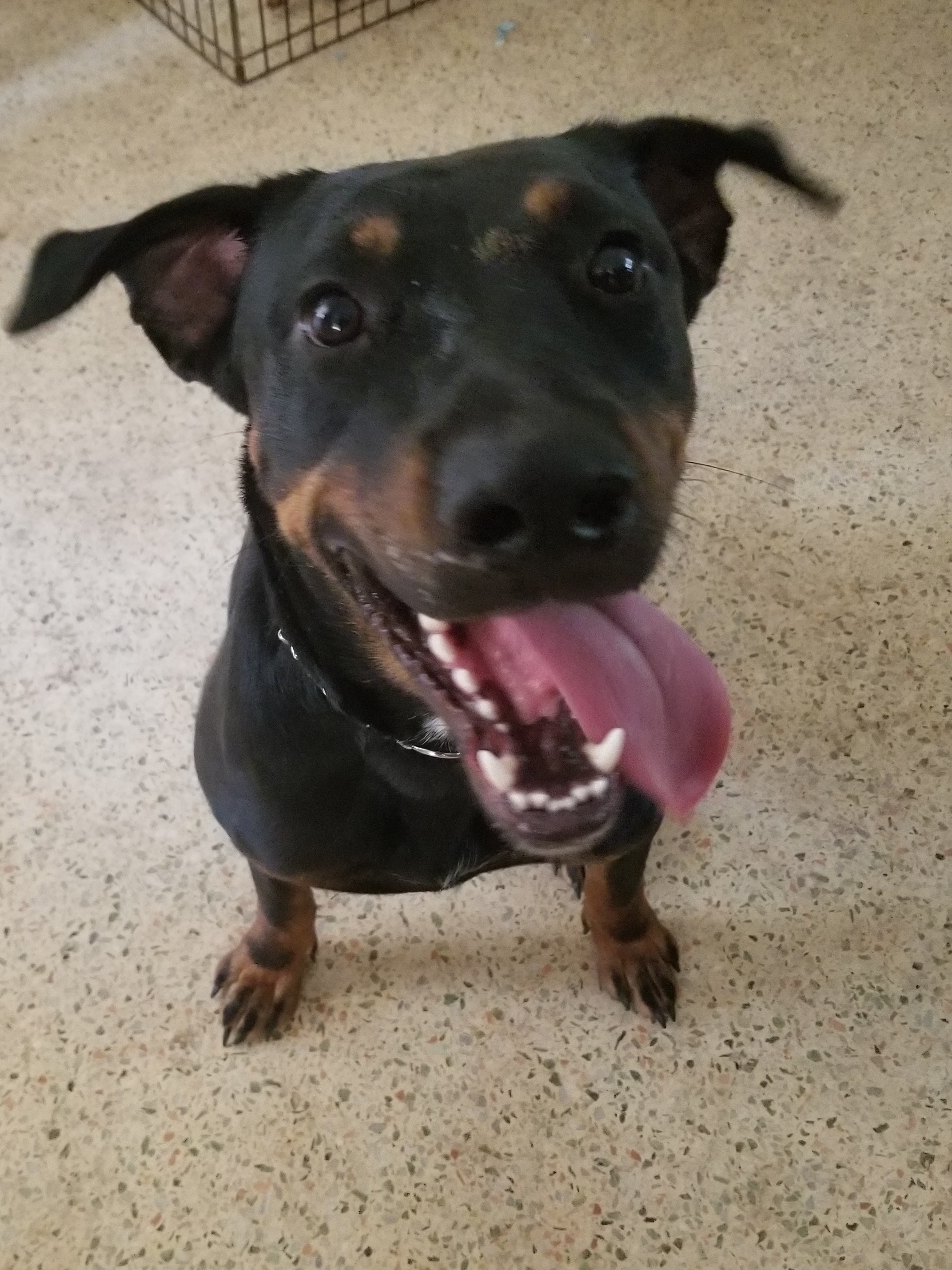 Enlarge Jackson, a Adoptable mixed breed in Brooksville, FL image 5/10