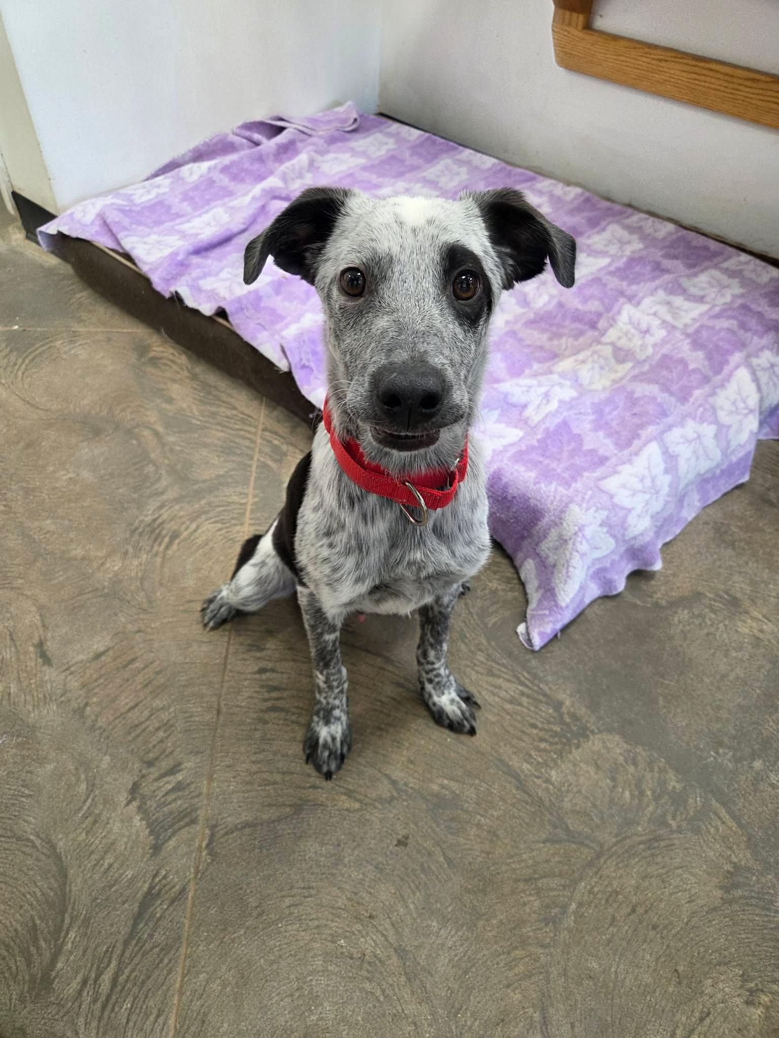 Enlarge Ed, a ADOPTABLE mixed breed in Roosevelt, UT image 3/4
