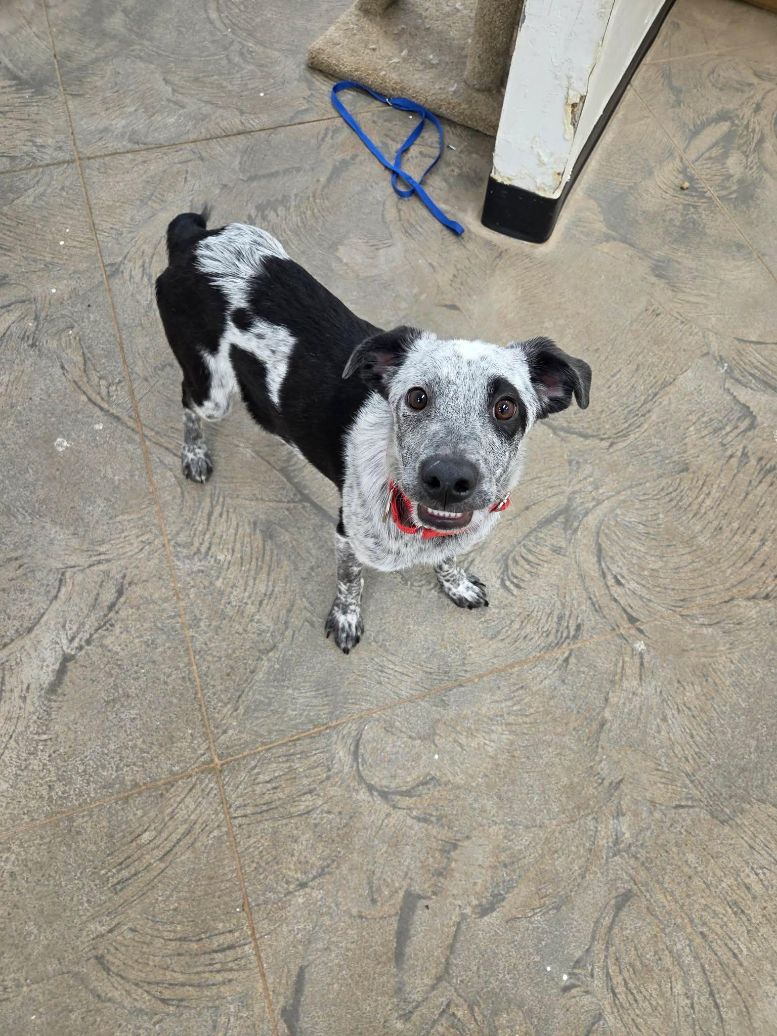 Enlarge Ed, a ADOPTABLE mixed breed in Roosevelt, UT image 4/4