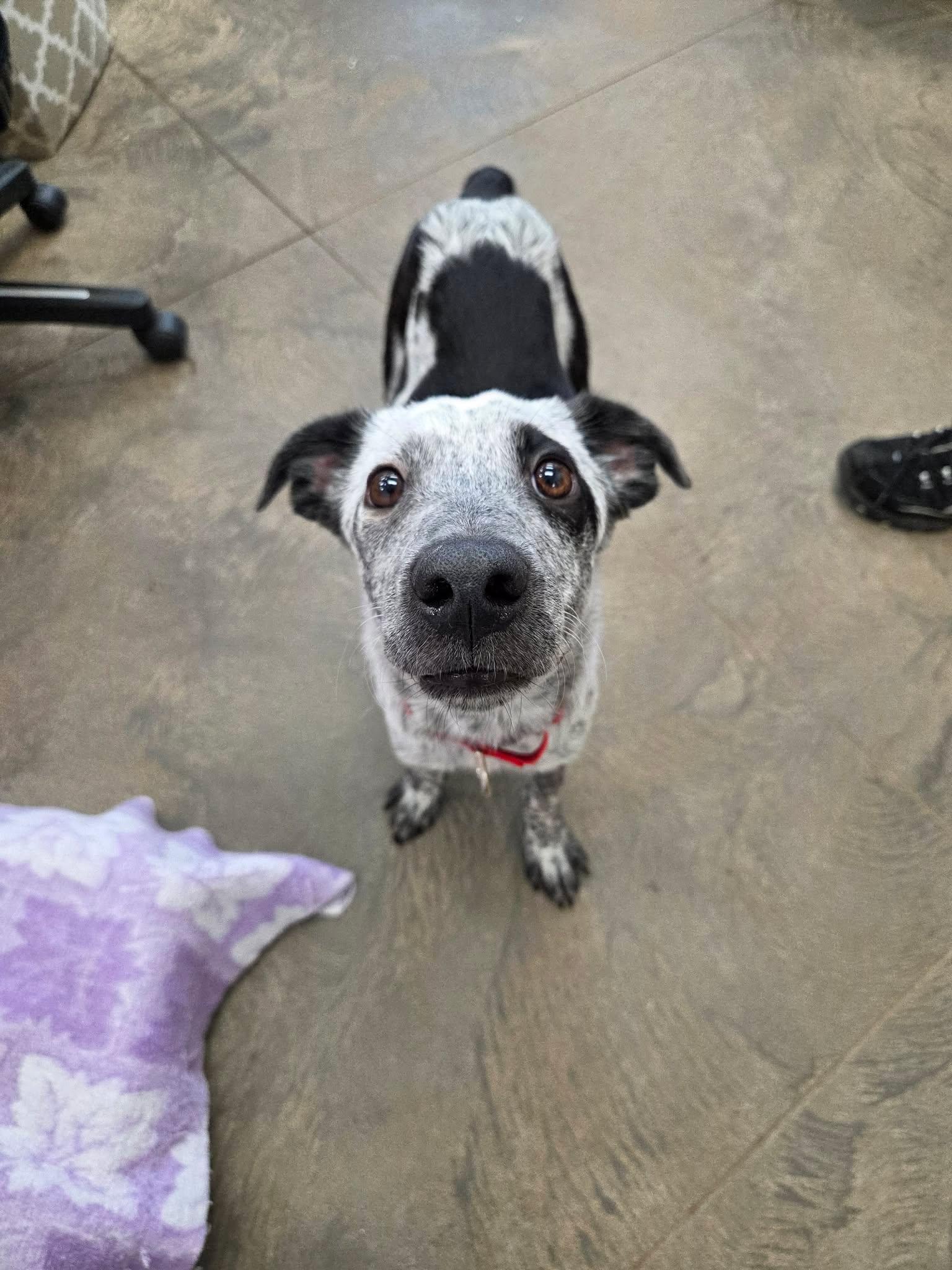 Ed, ADOPTABLE, Young Male Australian Cattle Dog / Blue Heeler & Border Collie.
